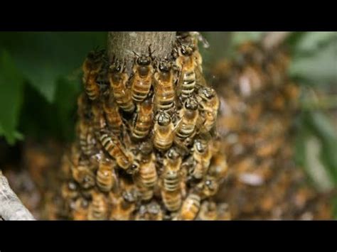 Por qué las abejas construyen celdas hexagonales Como la Abeja