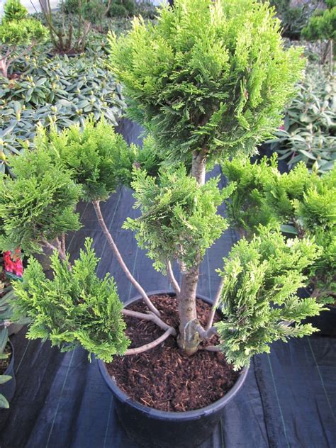 Chamaecyparis Lawsoniana Minima Aurea Formschnitt Bonsai Goldgelbe