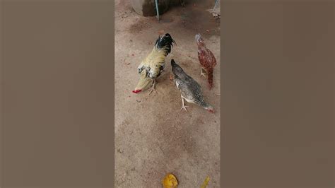 The Chickens Eat Rice Food Video Youtube