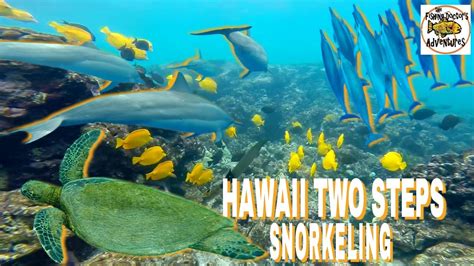 Best Snorkeling Big Island Hawaii Two Steps Honaunau With Dolphins Youtube