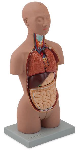 Mini Torso Dual Sex Asian Type Parts Code Altay Scientific