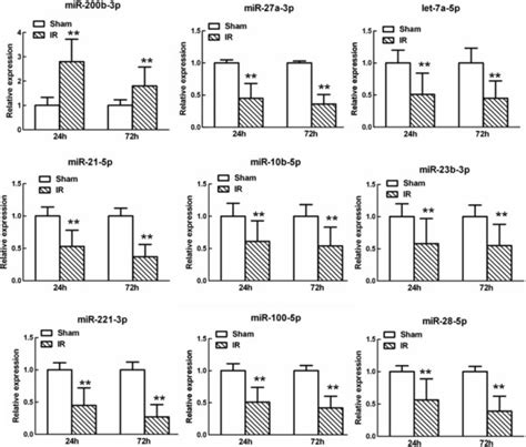 Quantitative real-time polymerase chain reaction (qRT-PCR) analysis ... 