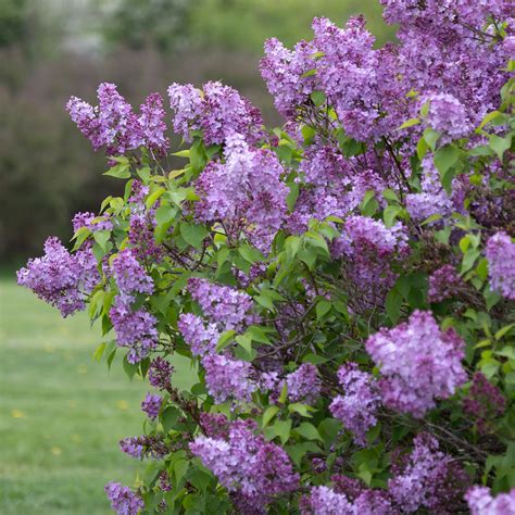 Common Purple Lilac Information