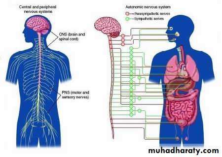 Peripheral Nerve Diseases pptx - د.هيوا - Muhadharaty