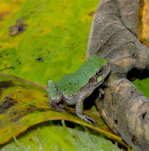 Copes Grey Tree Frog