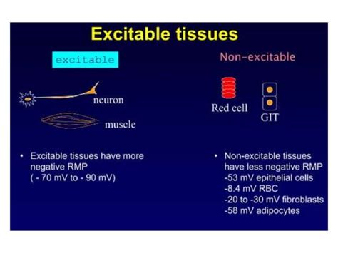 RESTING MEMBRANE POTENTIAL.ppt