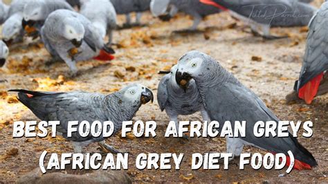 Best Food For African Greys African Greys Diet Food