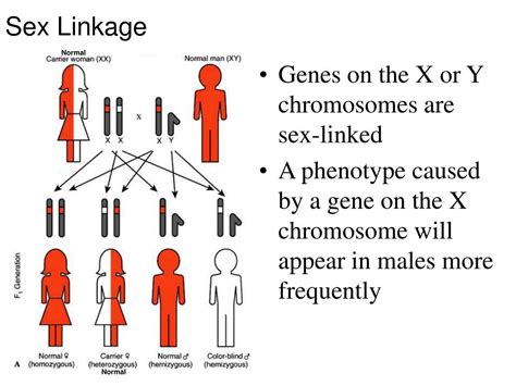 Ppt Genetics Powerpoint Presentation Free Download Id 1115886