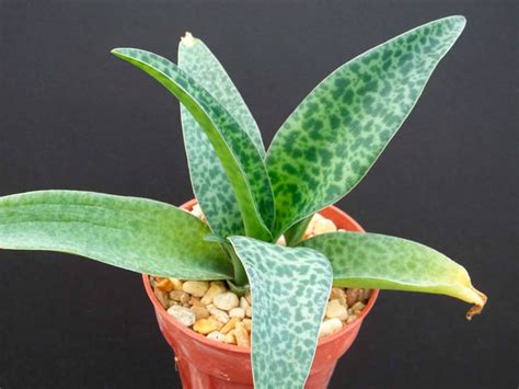 Дримиопсис: уход в домашних условиях, фото с видами, размножение