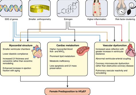 Sex Differences In Cardiovascular Pathophysiology Circulation