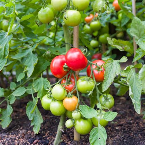 The Best Way To Stake Tomato Plants 7 Practical Tips From Experienced