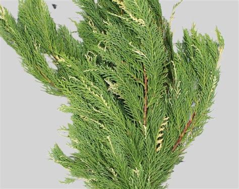 Bulk Pussy Willow Branches Toronto Bulk Flowers Wholesale