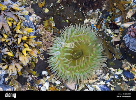 Wa Tongue Point Marine Life Sanctuary Giant Green Anemone Stock Photo