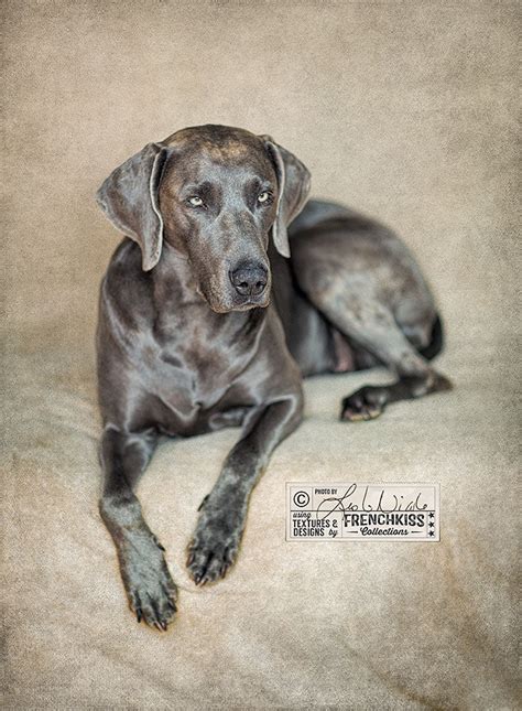 Textured photograph Blue Weimaraner Portraits - French Kiss Collections