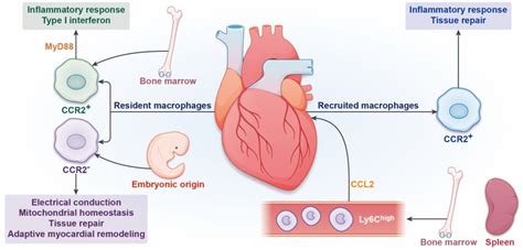 Frontiers Transcriptional Regulation Of Macrophages In Heart Failure