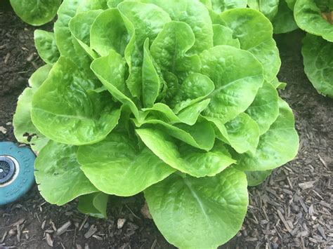 Buttercrunch Lettuce Care Learn About Growing Buttercrunch Lettuce Plants