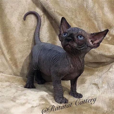 Black Hairless Cat