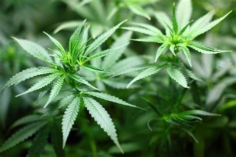 p milyong marijuana sa  plantasyon sa kalinga winasak pilipino