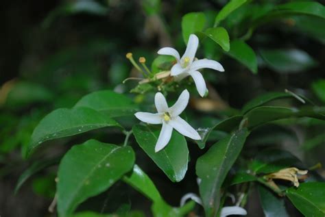 kamuning flowers 2 | Cainta Plant Nursery