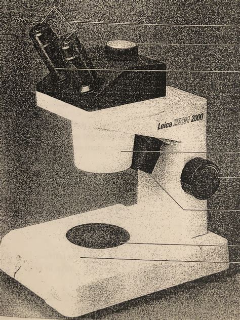 Stereoscopic Dissecting Microscope Parts Diagram Quizlet