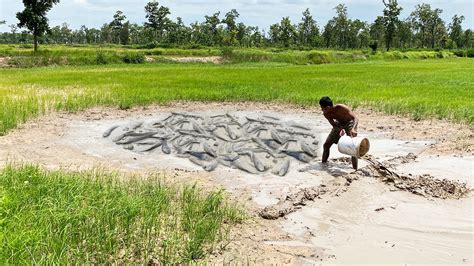 Best Hand Fishing Catch A Lot Big Fish In The Mud At Field A Fisherman