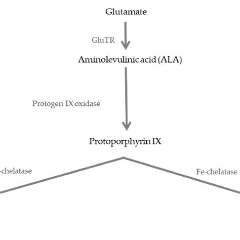 The Tetrapyrrole Biosynthesis Pathway With The Major End Products Bold Download Scientific