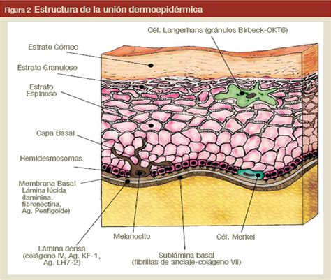 Para No Olvidar Estructura Y Funci N De La Piel