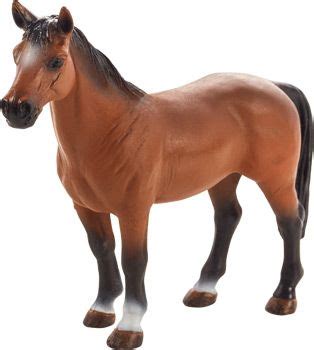 Der Trakehner ist im Allgemeinen leichter und definierter als andere ...