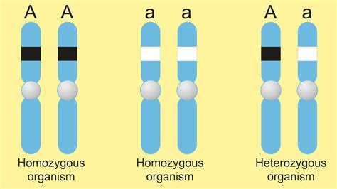 Examples of Homozygous Genes | YourDictionary