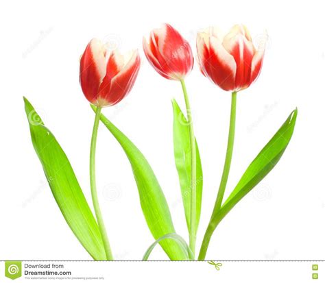 Three Red White Tulips Stock Photo Image Of T Freshness 8484476