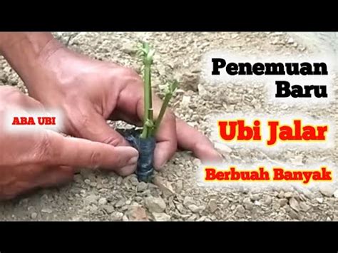 Penemuan Baru Cara Menanam Ubi Jalar Agar Berbuah Banyak Youtube