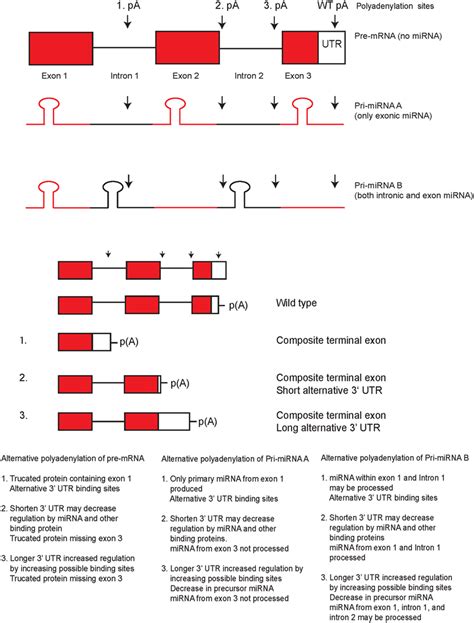 Model Of Mirna Regulation By Alternative Polyadenylation Sites Located