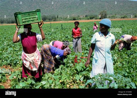 Black Working Woman South Africa African Farm Stock Photo Alamy