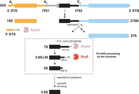 To Process or to Decay: A Mechanistic View of the Nuclear RNA Exosome