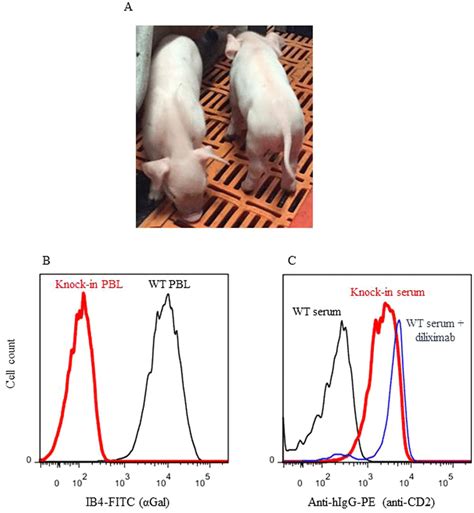 Anti-CD2 knock-in pigs. (A) Healthy appearance of the pigs. (B) Absence ... 