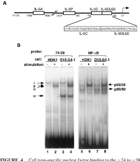 Figure From Characterization Of Cis Regulatory Elements And Nuclear