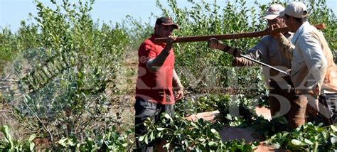 Concepci N De La Sierra Invita A La Vii Fiesta Nacional Del Tarefero