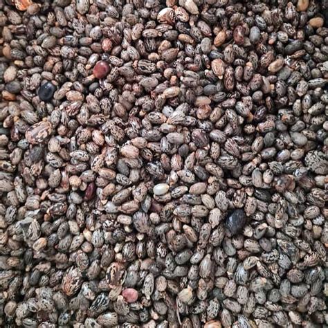 Hydrogenated Castor Oil | Ingredient | INCIGuide