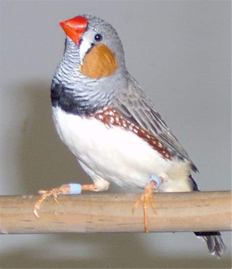 Male Zebra Finch Photo Credit Nicolas Mathevon Download