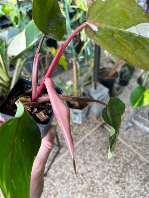 Variegated Philodendron Red Anderson Rare Tropical Aroid Etsy