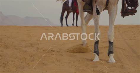 Close-up of a purebred Arabian horse in the desert, horseback riding ...