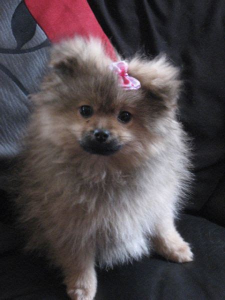 25 Unreal Pomeranian Cross Breeds You Have To See To Believe