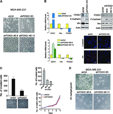 Foxq Depletion Reduces Emt And Invasive Ability Of Mda Mb Cells