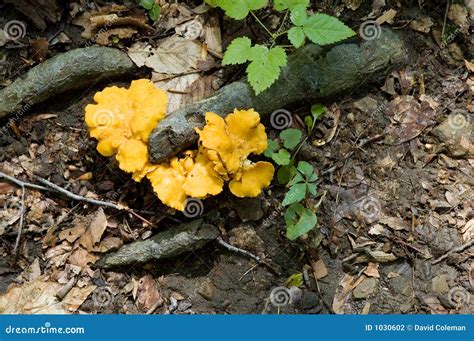 Yellow Fungus Stock Photography Image 1030602