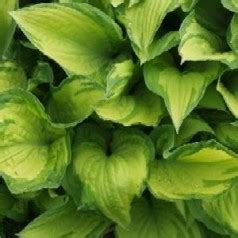 Hosta Fortunei Albopicta Funkia