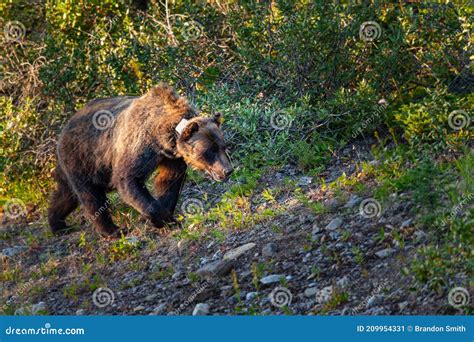 Two Radio Or Tracking Collar Bengal Tigers Or A Mating Pair In Beautiful Green Trees And