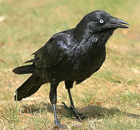 Little raven - Wikipedia