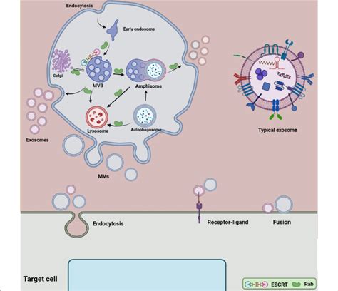 Extracellular vesicles (EVs) biogenesis. Two main subclasses of EVs are ... 