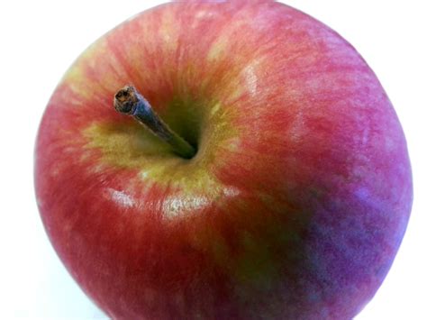 Stalk Of An Apple Free Stock Photo - Public Domain Pictures