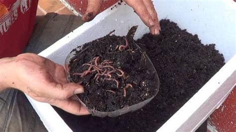 Cómo hacer una Vermicompostadora gratis paso a paso Vermicomposting